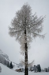 il larice